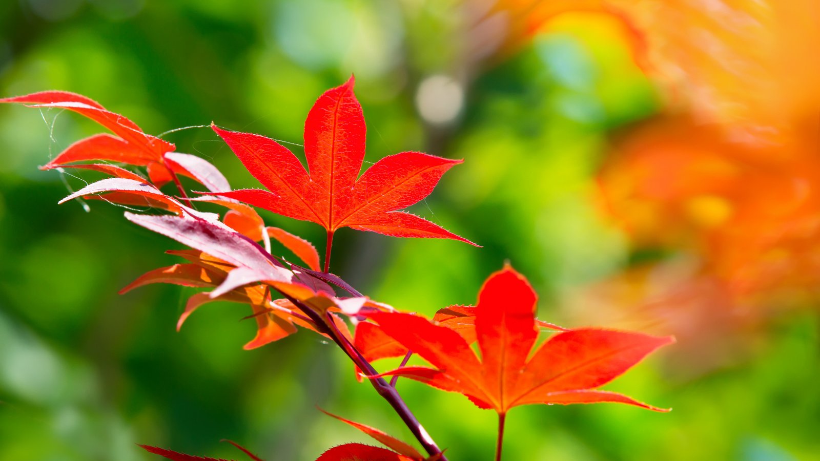 Обои ветка, листья, осень, клен, японский, branch, leaves, autumn, maple, japanese разрешение 2048x1365 Загрузить