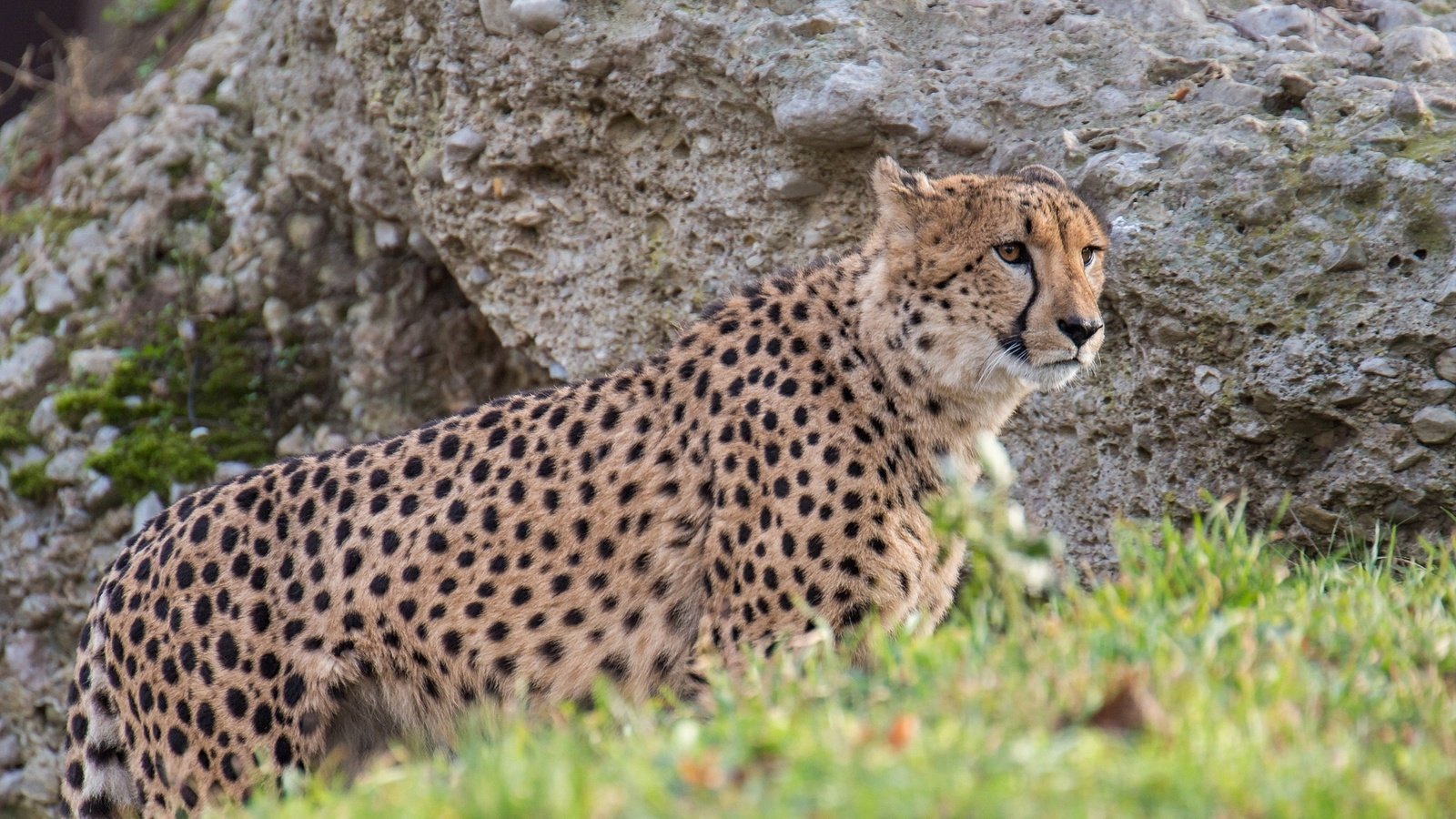 Обои хищник, гепард, дикая кошка, predator, cheetah, wild cat разрешение 2048x1280 Загрузить