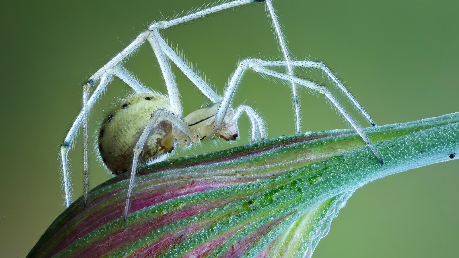 Обои макро, цветок, насекомые, паук, macro, flower, insects, spider разрешение 3600x2425 Загрузить