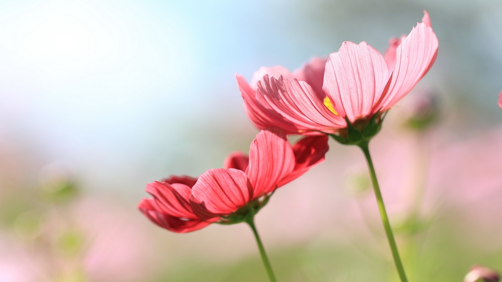 Обои цветы, фон, космея, flowers, background, kosmeya разрешение 2560x1600 Загрузить