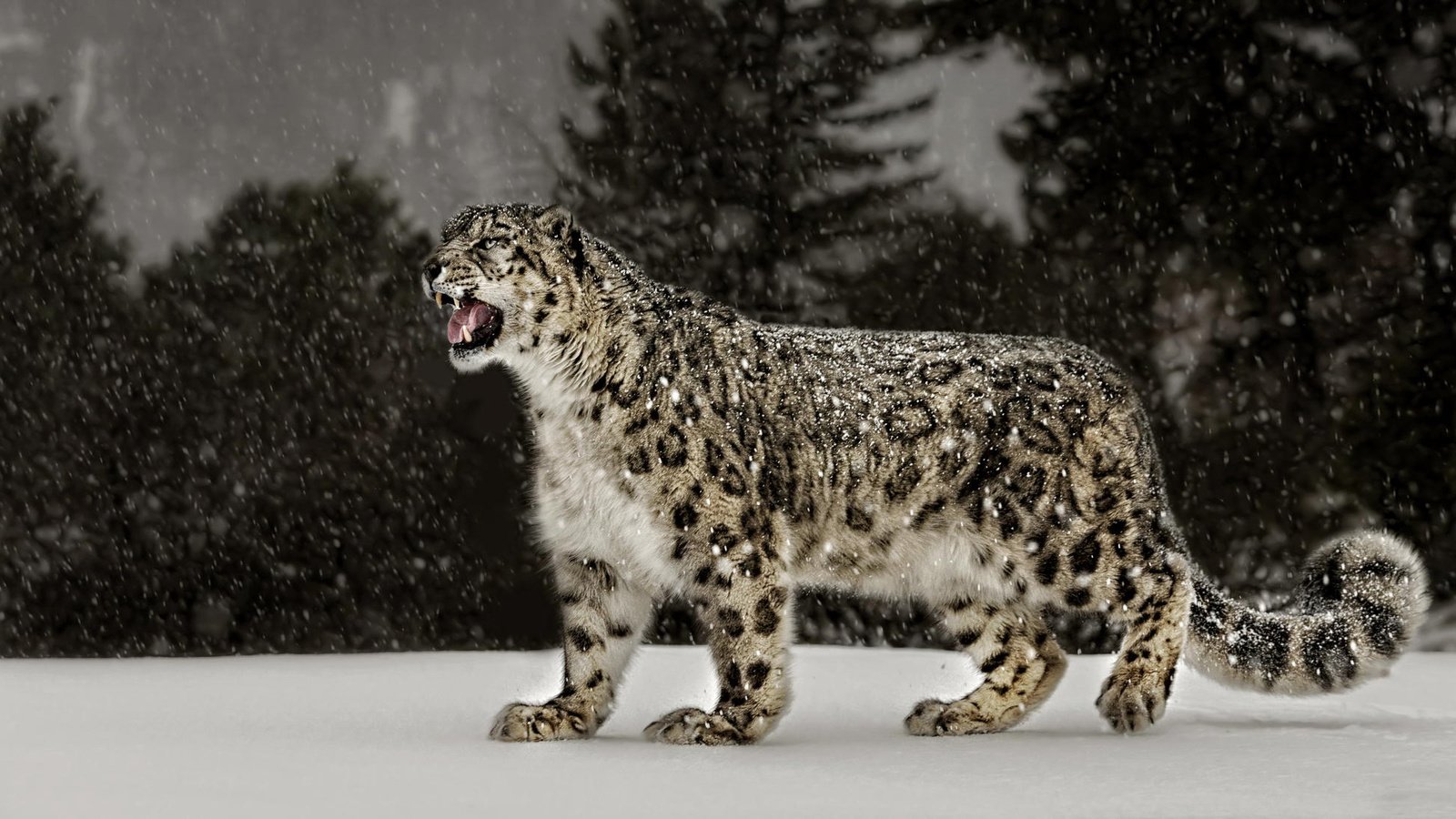 Обои снег, природа, ирбис, снежный леопард, snow, nature, irbis, snow leopard разрешение 2048x1101 Загрузить