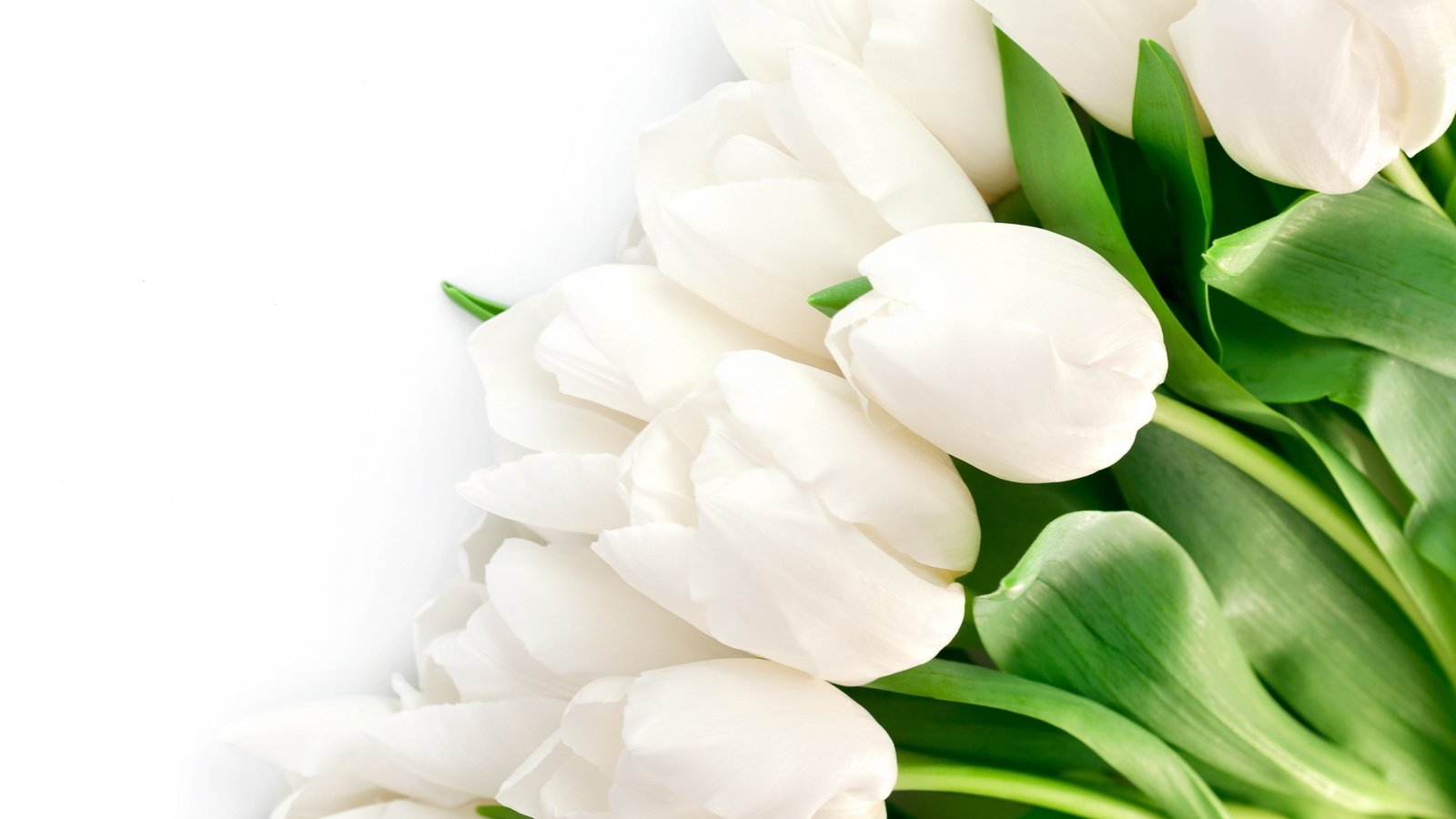 Обои цветы, букет, тюльпаны, белые, flowers, bouquet, tulips, white разрешение 2560x1600 Загрузить