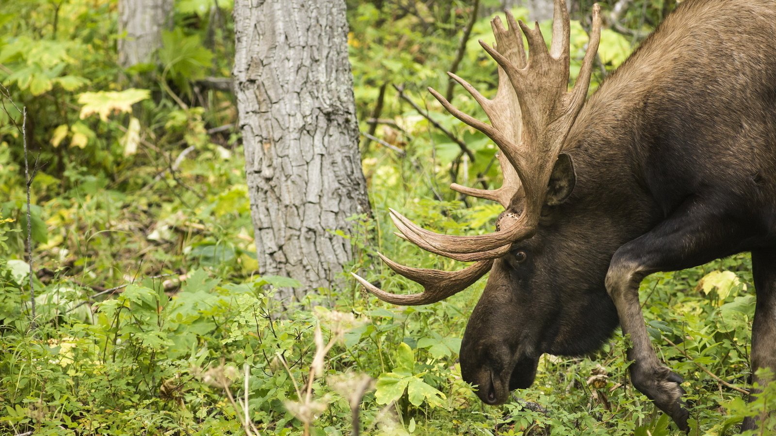Обои лес, животные, рога, лось, forest, animals, horns, moose разрешение 1920x1200 Загрузить