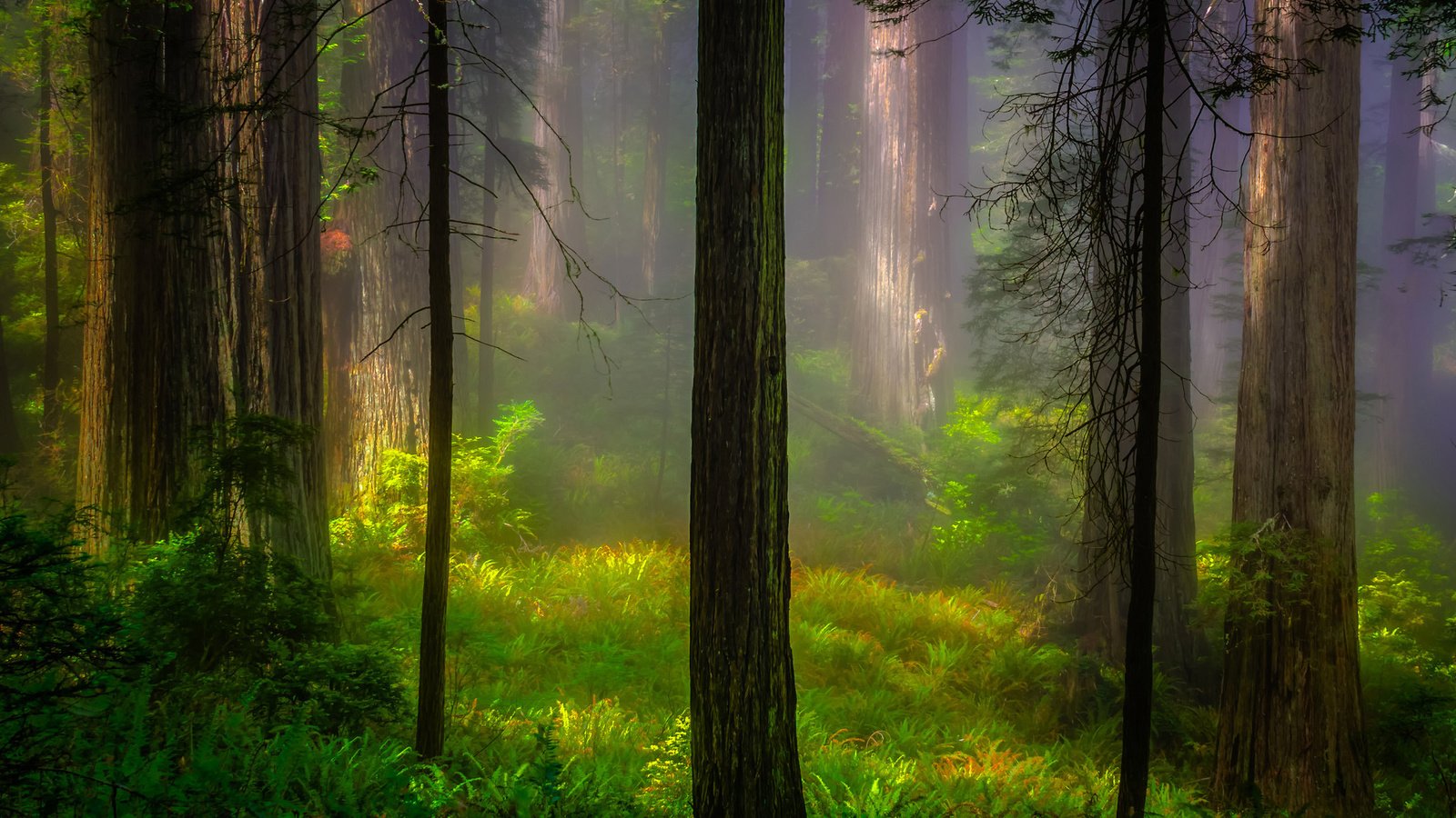 Обои лес, утро, калифорния, национальный парк, forest, morning, ca, national park разрешение 2048x1415 Загрузить