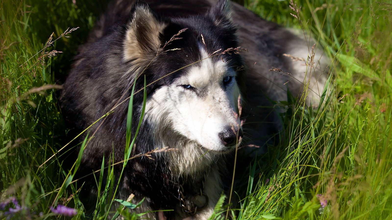 Обои трава, природа, собака, хаски, grass, nature, dog, husky разрешение 2560x1440 Загрузить