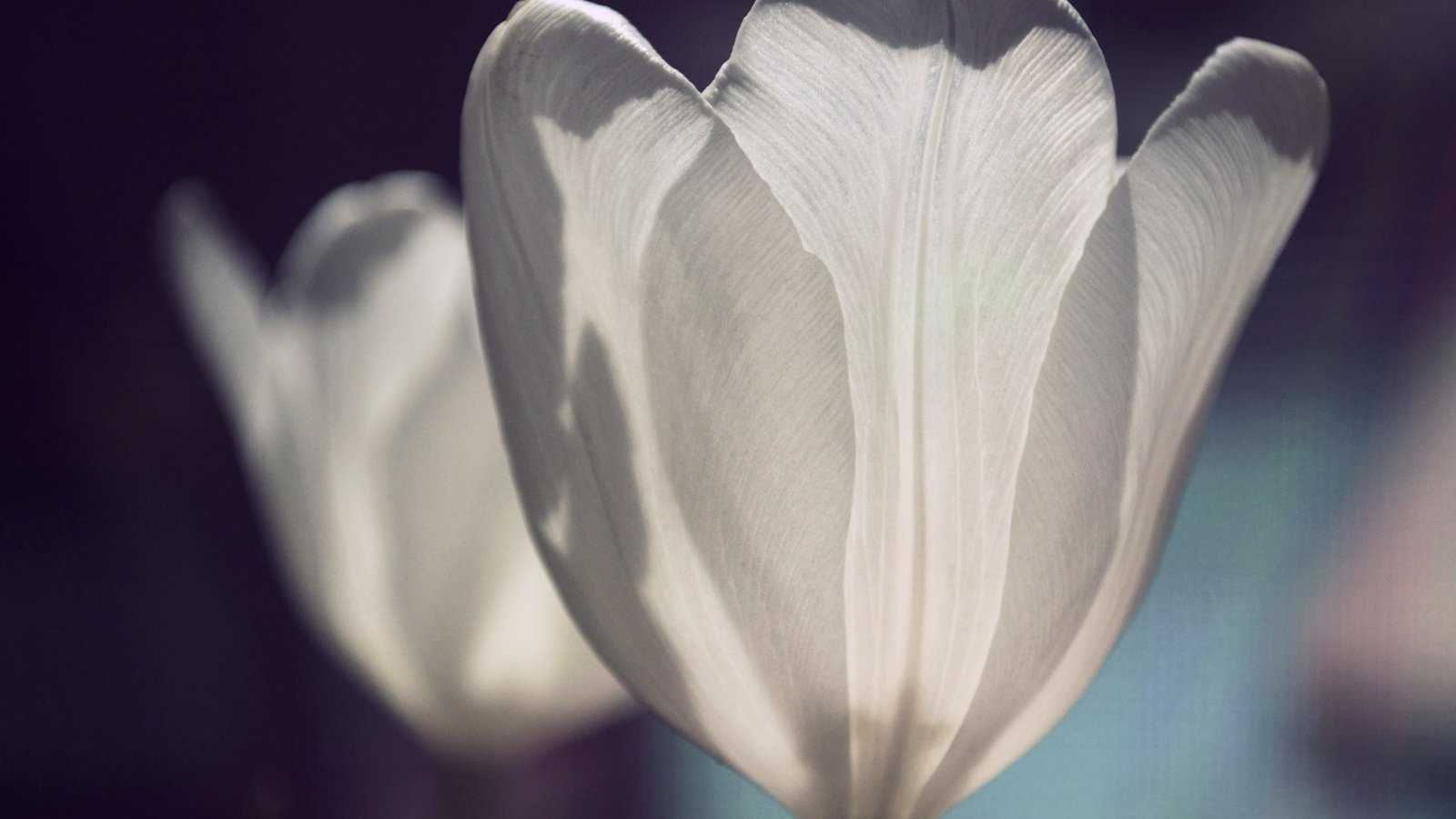 Обои цветы, лепестки, тюльпаны, белые, flowers, petals, tulips, white разрешение 2805x1863 Загрузить