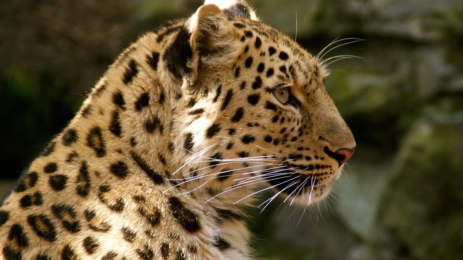 Обои леопард, хищник, дикая кошка, амурский, leopard, predator, wild cat, amur разрешение 1920x1285 Загрузить
