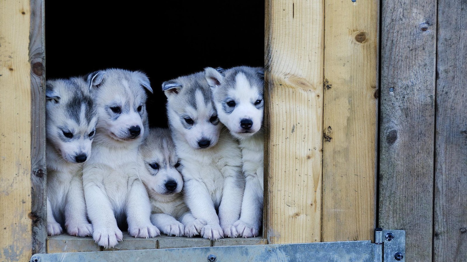 Обои хаски, щенки, будка, собаки, husky, puppies, booth, dogs разрешение 2048x1366 Загрузить