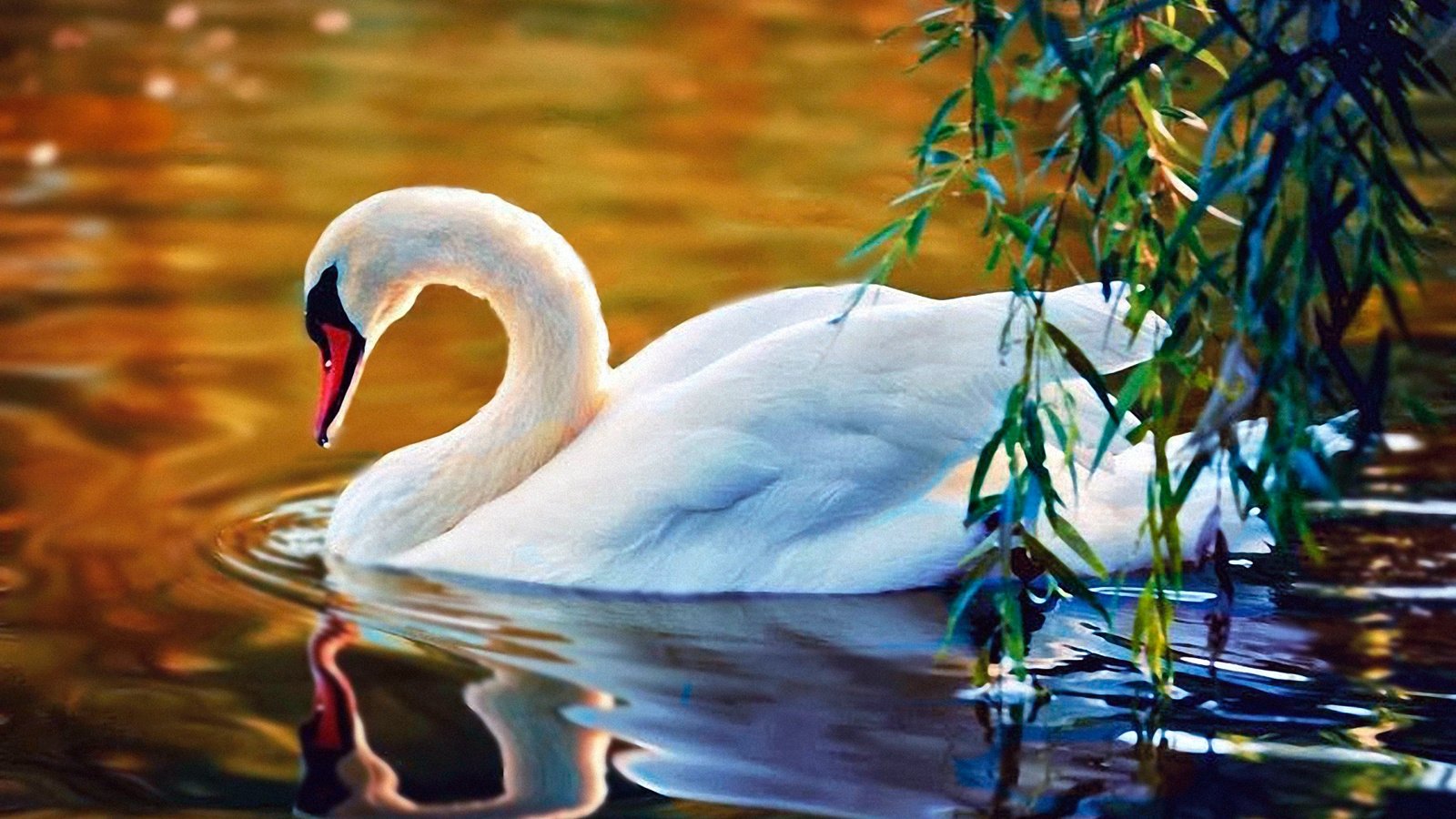 Обои вода, белый, птица, клюв, перья, лебедь, water, white, bird, beak, feathers, swan разрешение 1921x1390 Загрузить