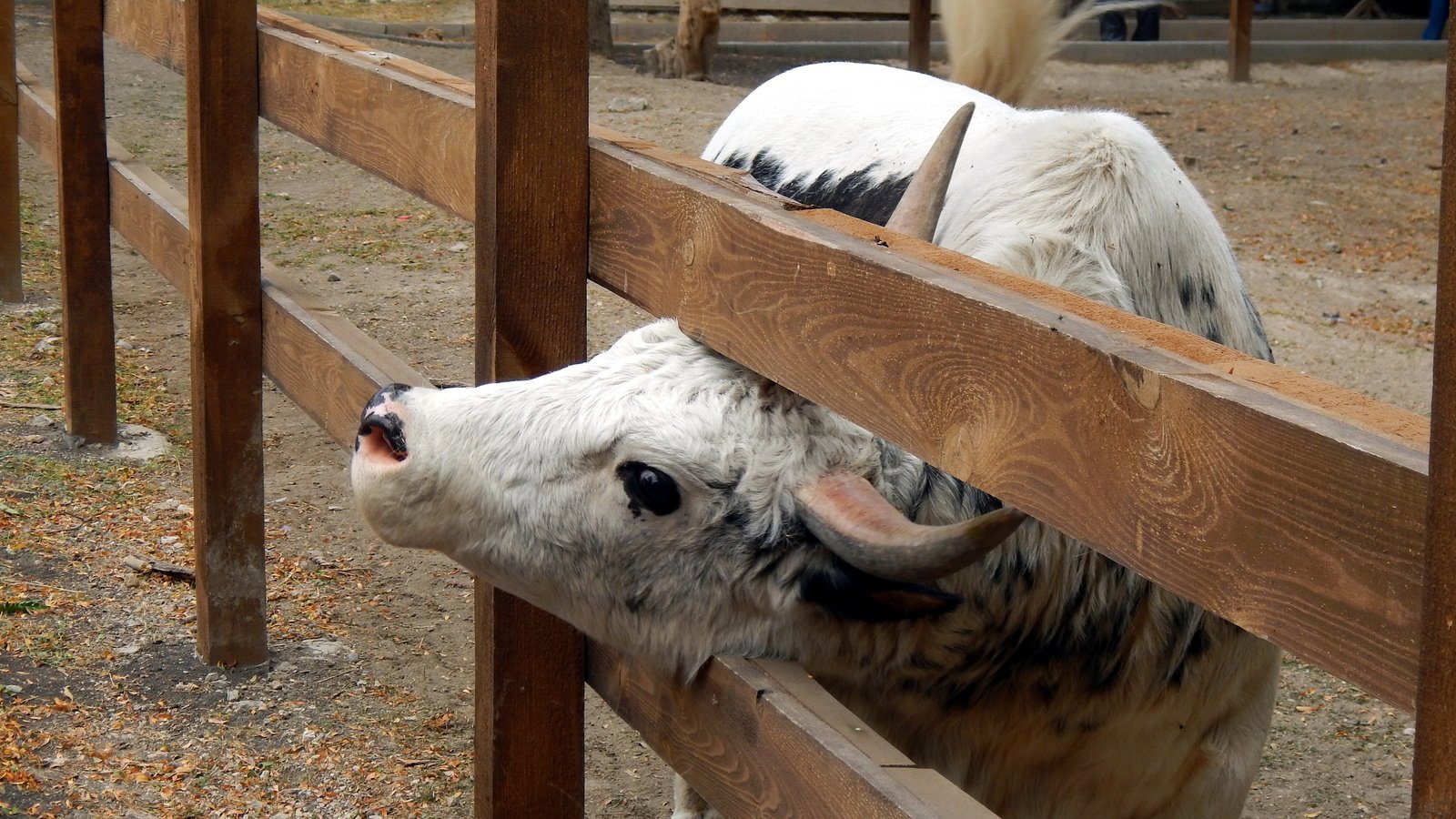 Обои рога, корова, ограда, horns, cow, fence разрешение 4608x3456 Загрузить