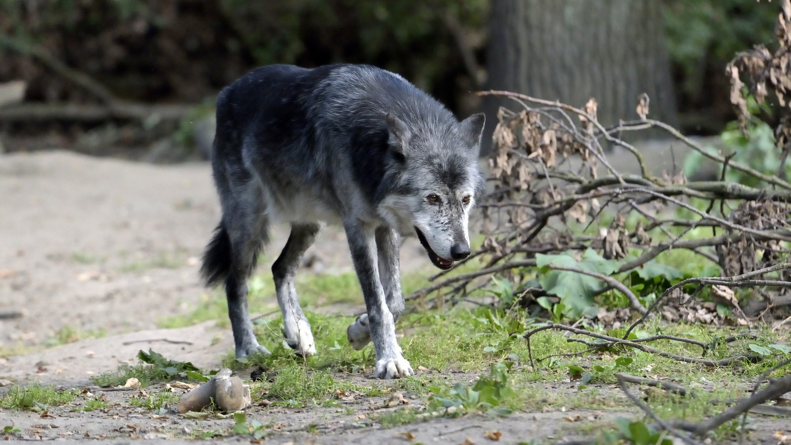 Обои лес, хищник, животное, волк, волк.хищник, живая природа, forest, predator, animal, wolf, wolf.predator, wildlife разрешение 1920x1281 Загрузить