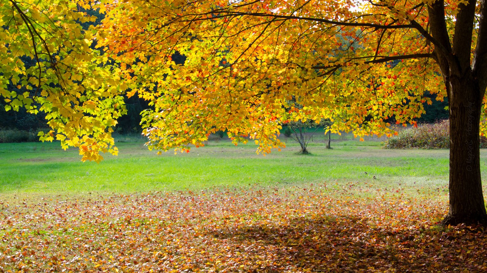 Обои деревья, листья, парк, осень, trees, leaves, park, autumn разрешение 2048x1356 Загрузить