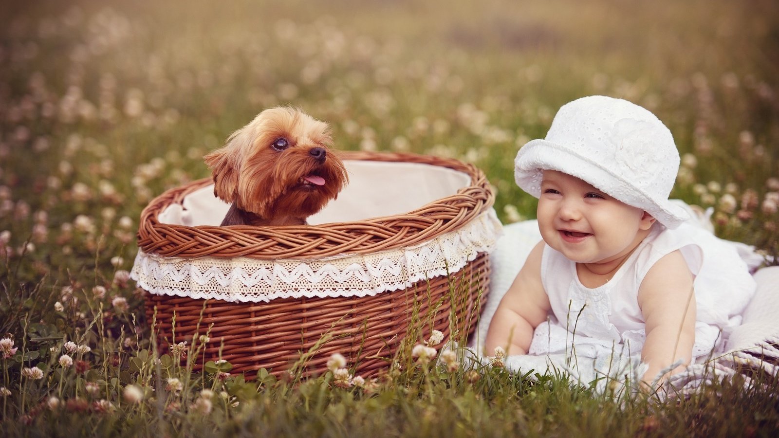 Обои собака, девочка, корзина, ребенок, dog, girl, basket, child разрешение 2000x1306 Загрузить