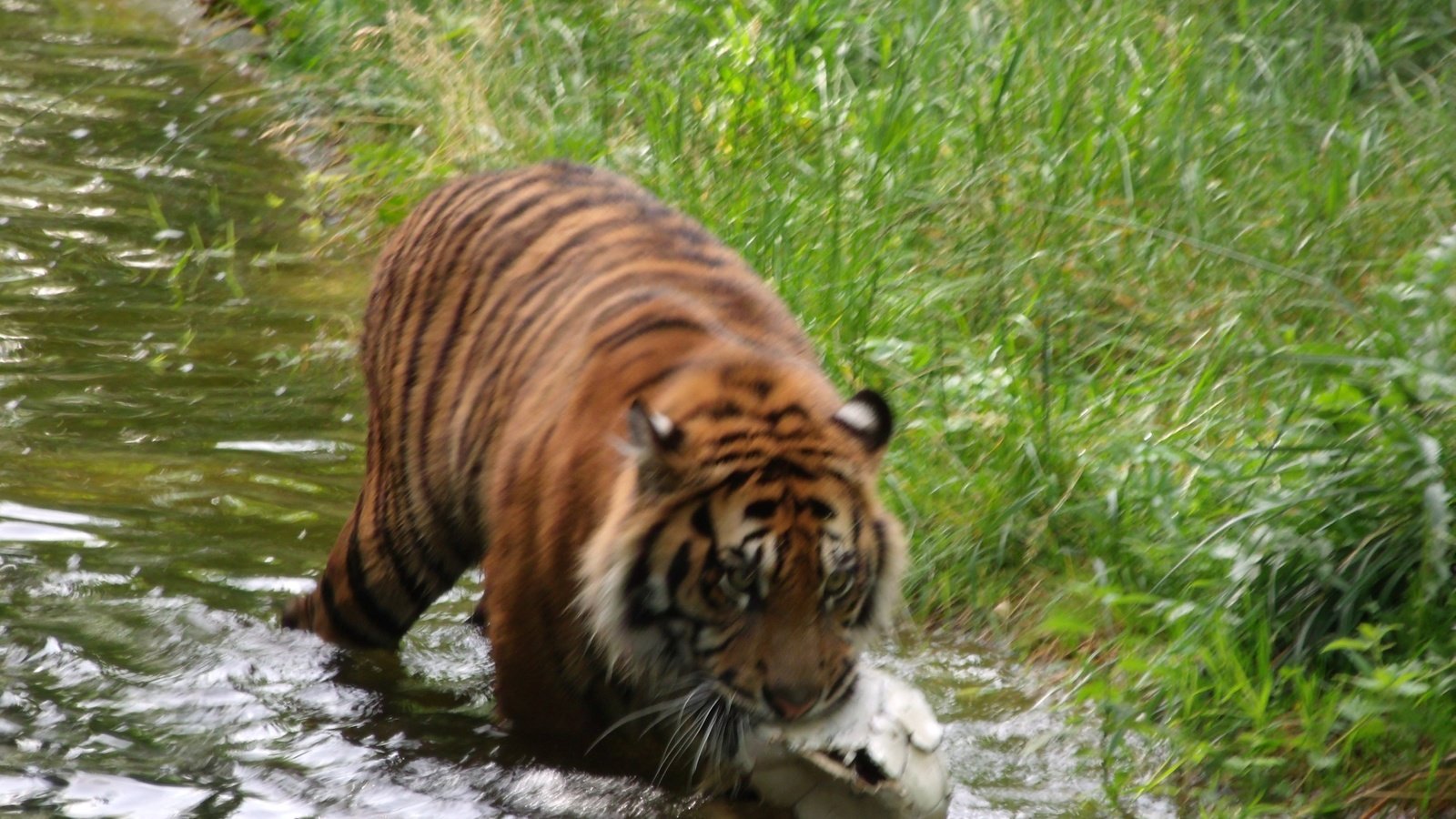 Обои тигр, хищник, германия, зоопарк, augsburg, tiger, predator, germany, zoo разрешение 1920x1440 Загрузить