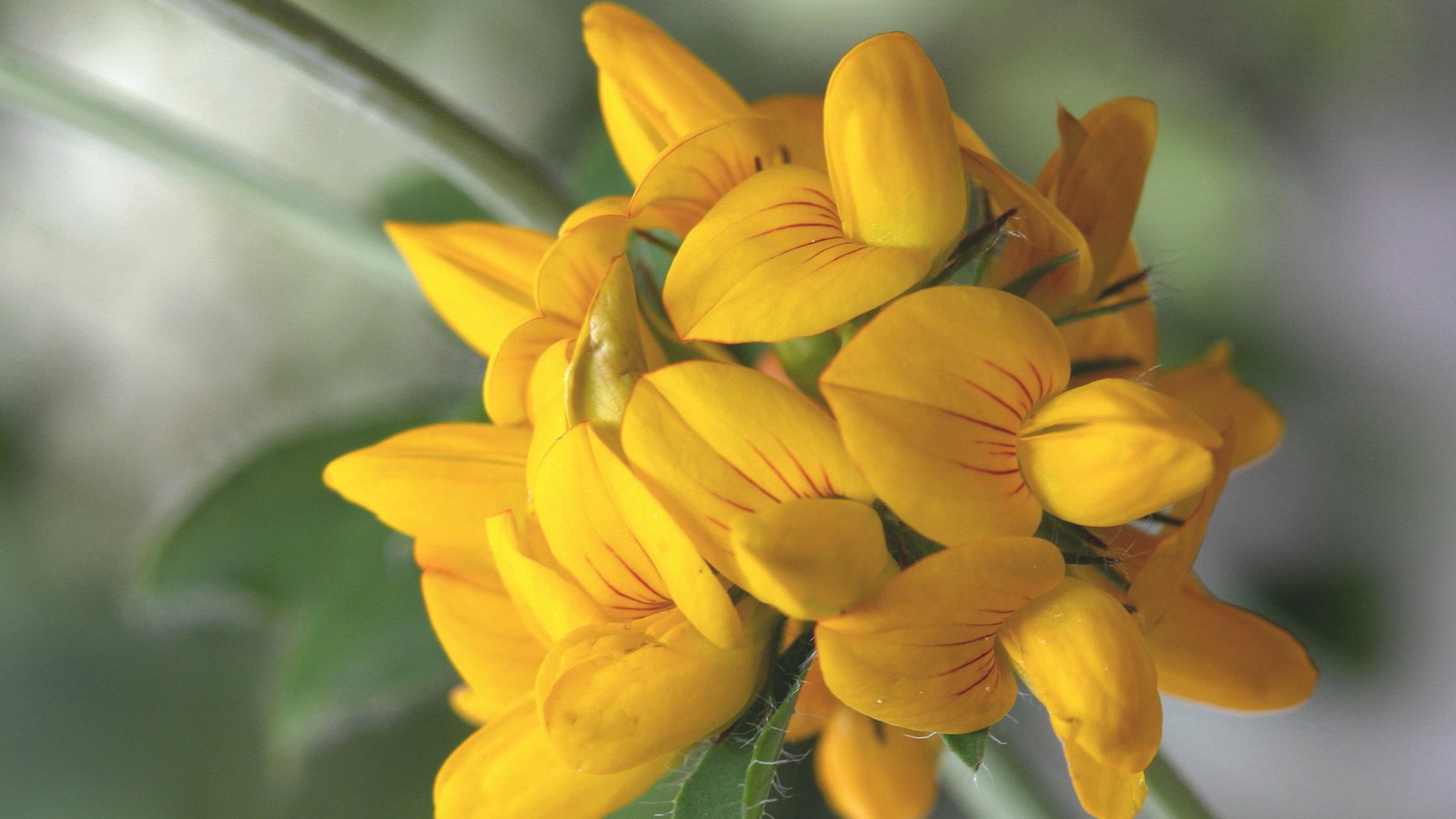 Обои цветы, макро, фон, желтые, flowers, macro, background, yellow разрешение 2048x1365 Загрузить