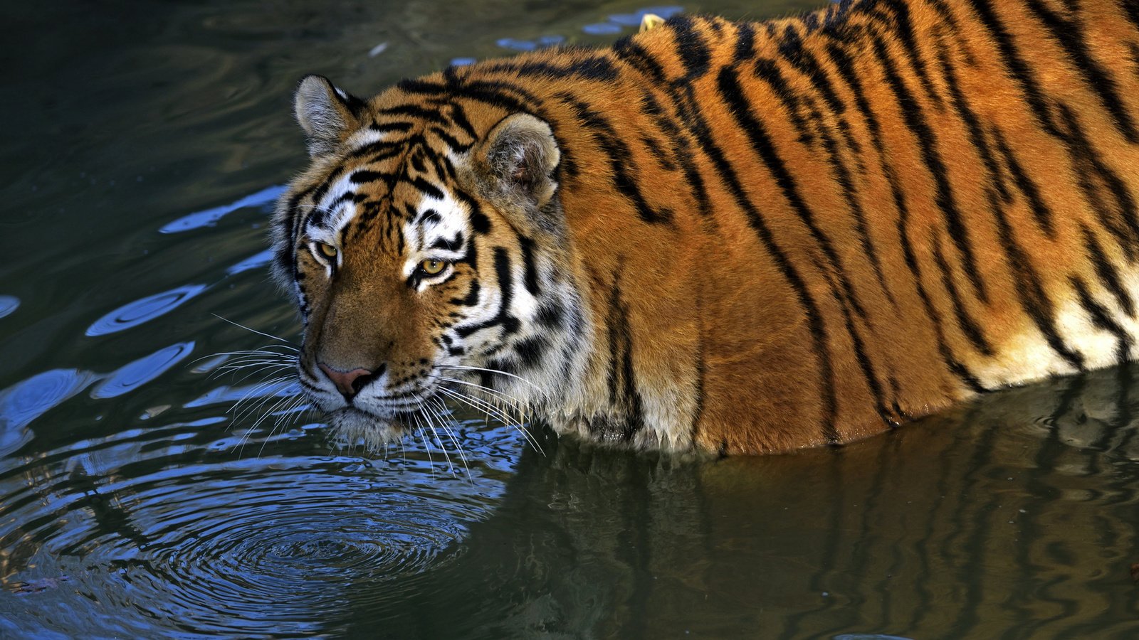 Обои тигр, водоем, хищник, амурский, tiger, pond, predator, amur разрешение 1920x1281 Загрузить