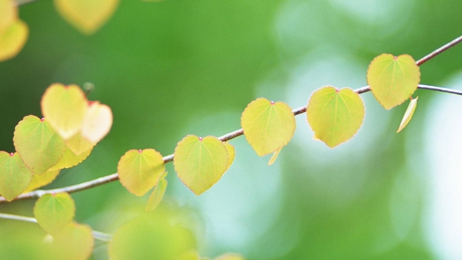 Обои ветка, листья, осень, branch, leaves, autumn разрешение 1920x1080 Загрузить