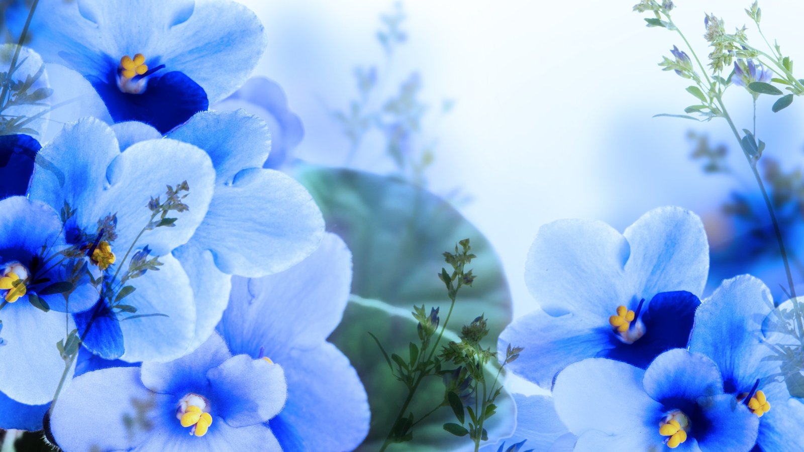 Обои цветы, лепестки, синие, фиалки, flowers, petals, blue, violet разрешение 4000x3055 Загрузить