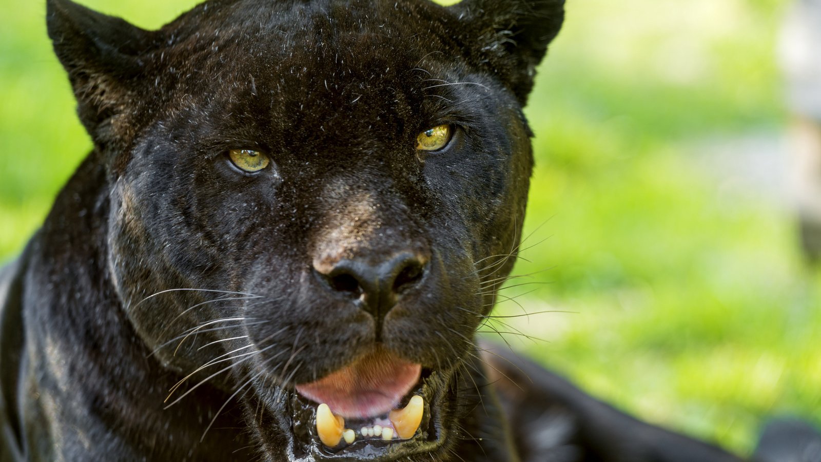 Обои пантера, черный ягуар, взглд, panther, black jaguar, vzgld разрешение 1920x1281 Загрузить