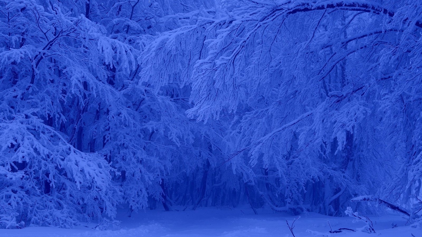 Обои деревья, снег, лес, зима, мороз, trees, snow, forest, winter, frost разрешение 3000x2000 Загрузить