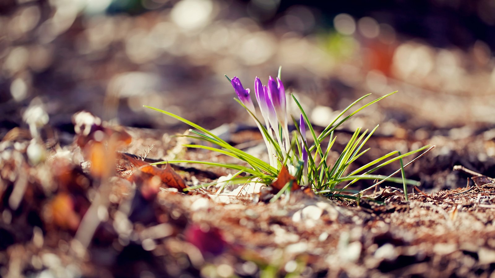 Обои цветы, макро, весна, крокусы, flowers, macro, spring, crocuses разрешение 2048x1365 Загрузить