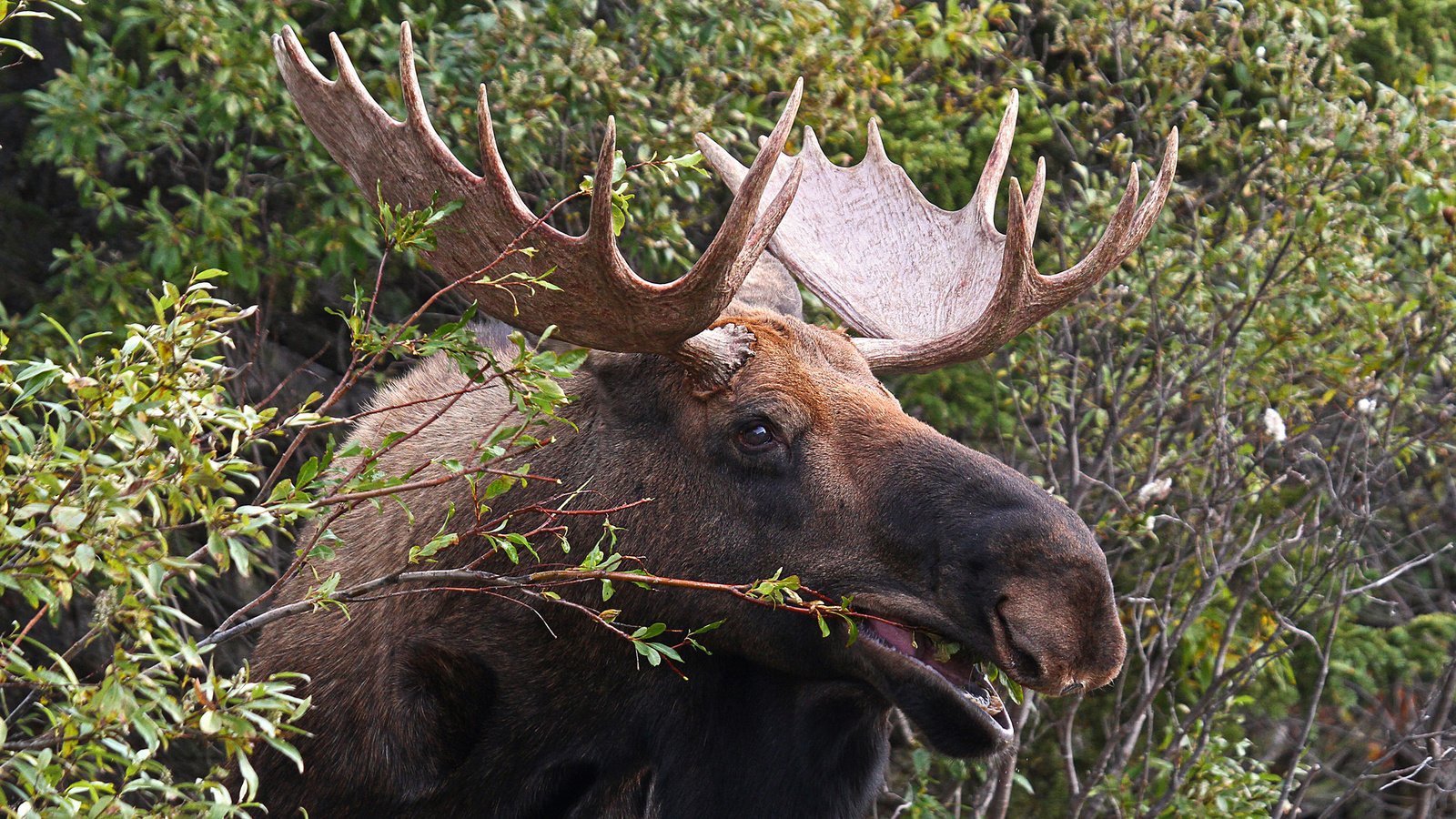 Обои природа, листья, кусты, рога, лось, nature, leaves, the bushes, horns, moose разрешение 2048x1367 Загрузить