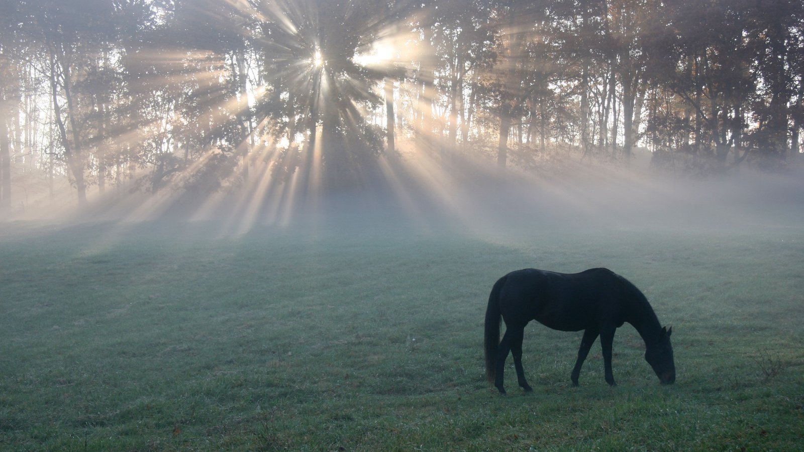 Обои лошадь, утро, поле, конь, солнечные лучи, легкие, horse, morning, field, the sun's rays, light разрешение 2560x1600 Загрузить