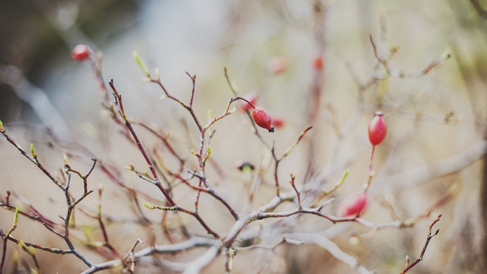 Обои ветка, природа, фон, ягоды, branch, nature, background, berries разрешение 1920x1200 Загрузить