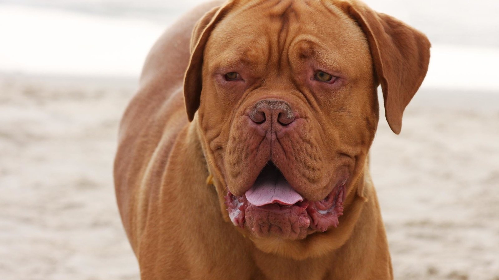 Обои взгляд, порода, бордоский дог, look, breed, dogue de bordeaux разрешение 1936x1288 Загрузить