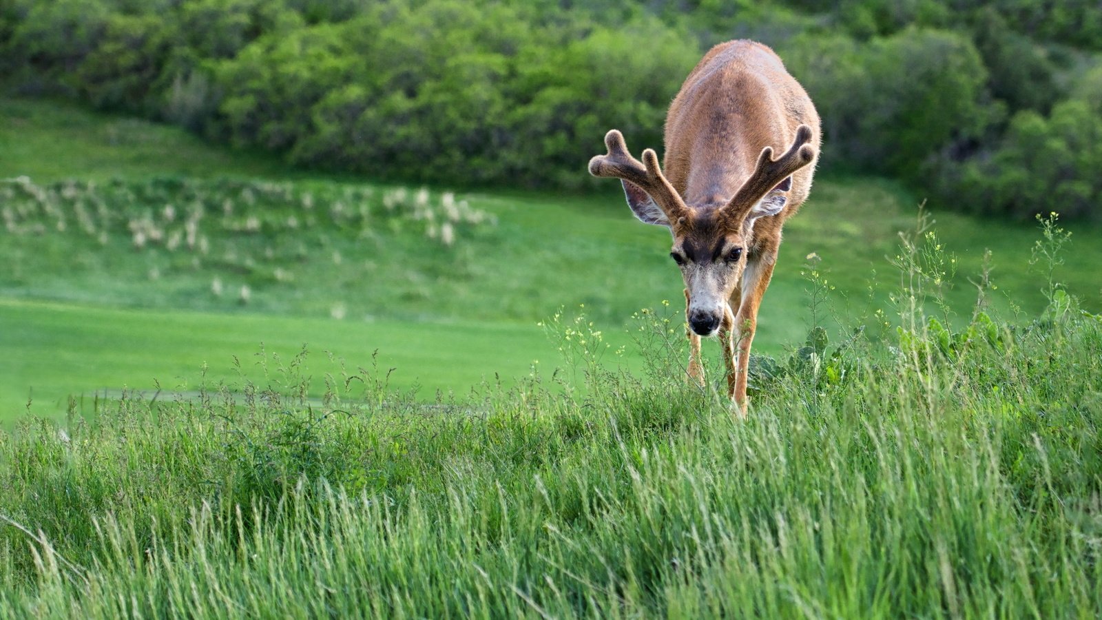 Обои трава, природа, олень, рога, grass, nature, deer, horns разрешение 2560x1600 Загрузить