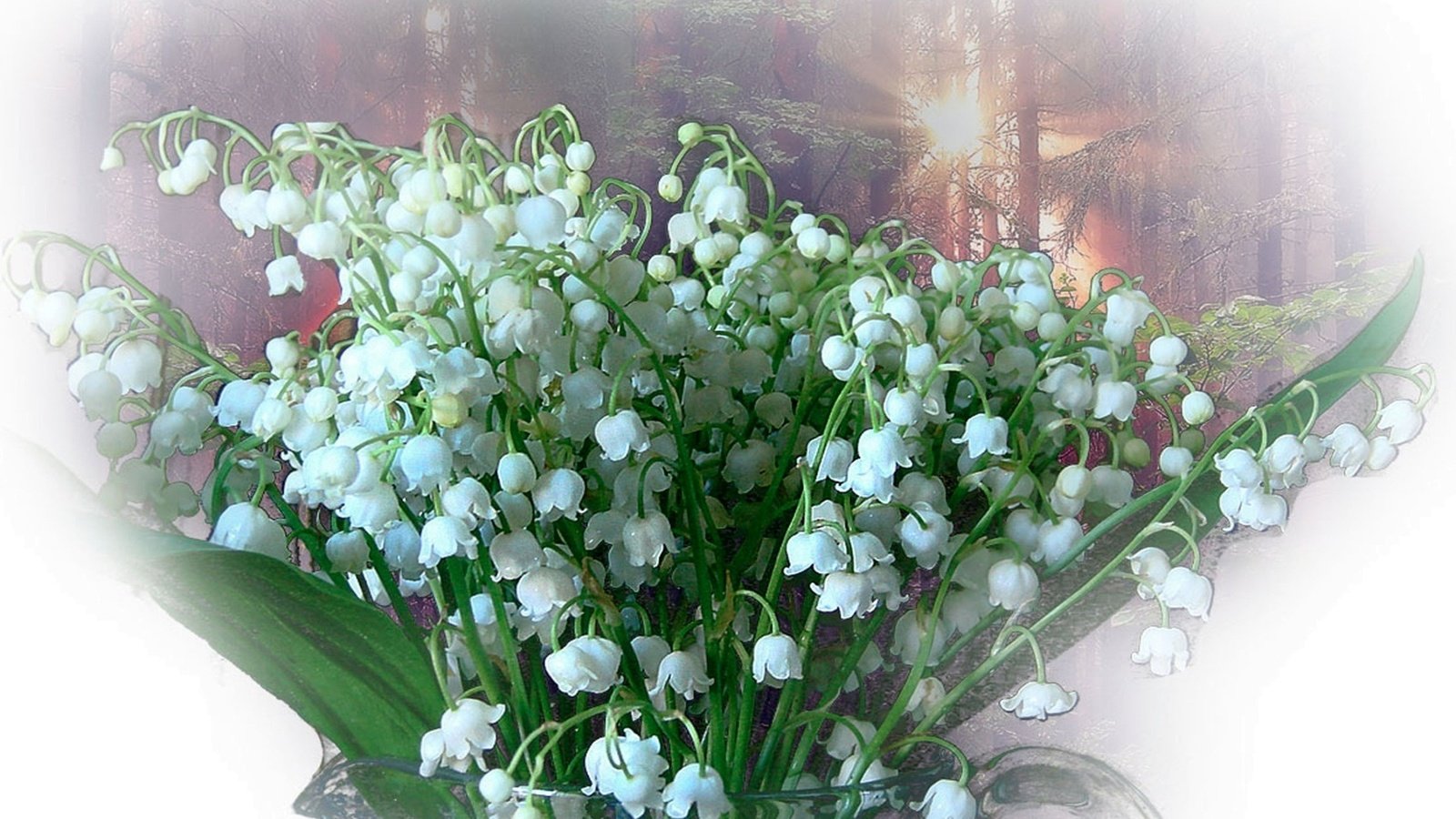 Обои белый, ландыши, весна, букет, white, lilies of the valley, spring, bouquet разрешение 1920x1200 Загрузить