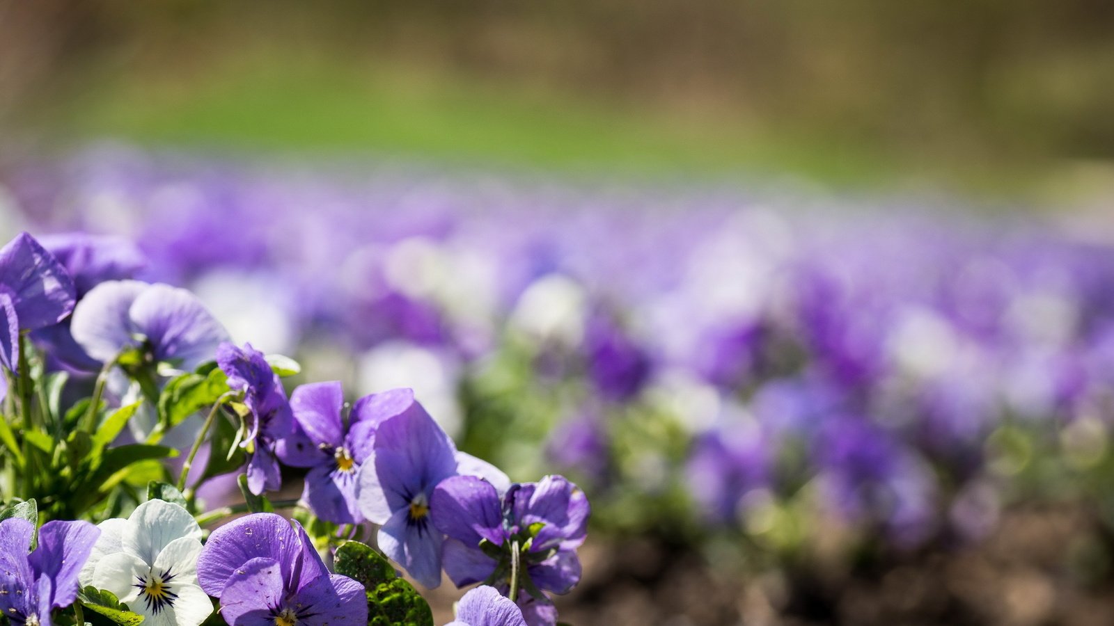Обои анютины глазки, цветы.фиалки, pansy, flowers.violet разрешение 2560x1601 Загрузить