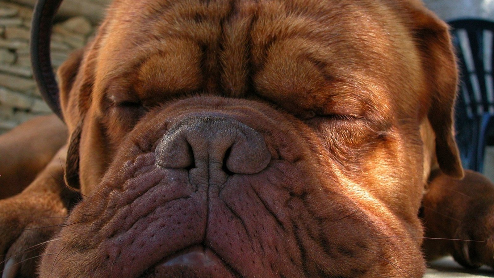 Обои морда, сон, собака, бордоский дог, face, sleep, dog, dogue de bordeaux разрешение 1920x1440 Загрузить