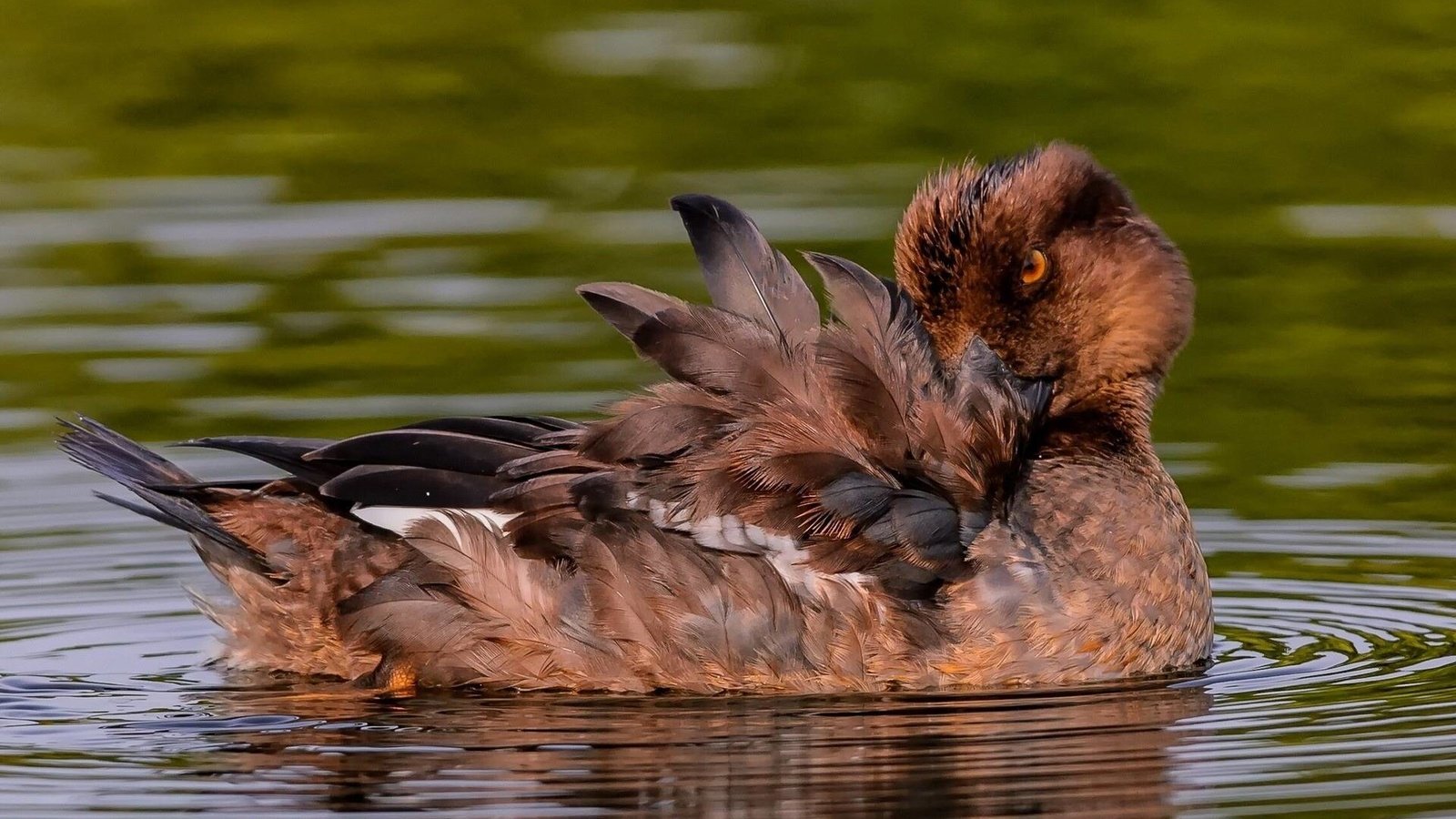 Обои вода, птица, перья, утка, water, bird, feathers, duck разрешение 1920x1200 Загрузить