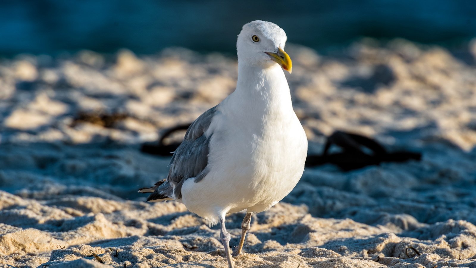 Обои природа, песок, чайка, птицы, nature, sand, seagull, birds разрешение 2560x1600 Загрузить