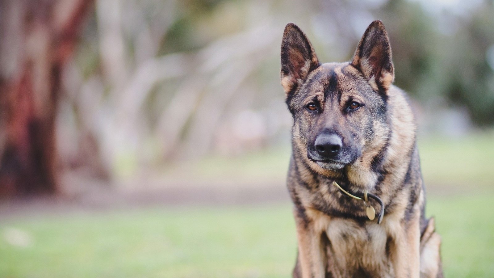 Обои фон, взгляд, собака, ошейник, немецкая овчарка, background, look, dog, collar, german shepherd разрешение 1920x1200 Загрузить