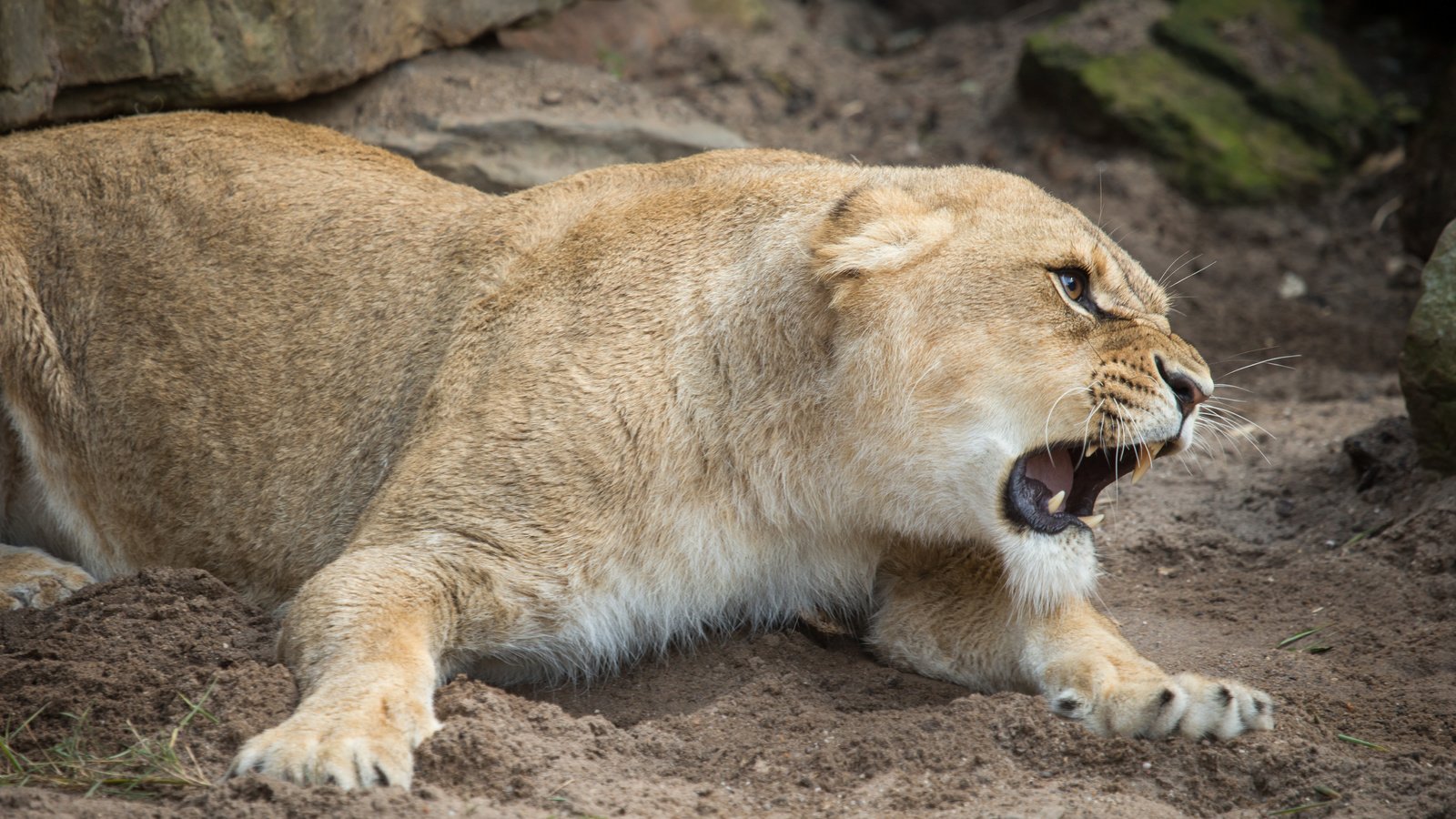 Обои кошка, оскал, пасть, львица, cat, grin, mouth, lioness разрешение 5184x3456 Загрузить