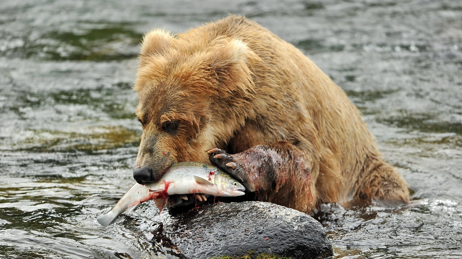 Обои река, медведь, камень, рыба, бурый медведь, в воде, river, bear, stone, fish, brown bear, in the water разрешение 2560x1600 Загрузить