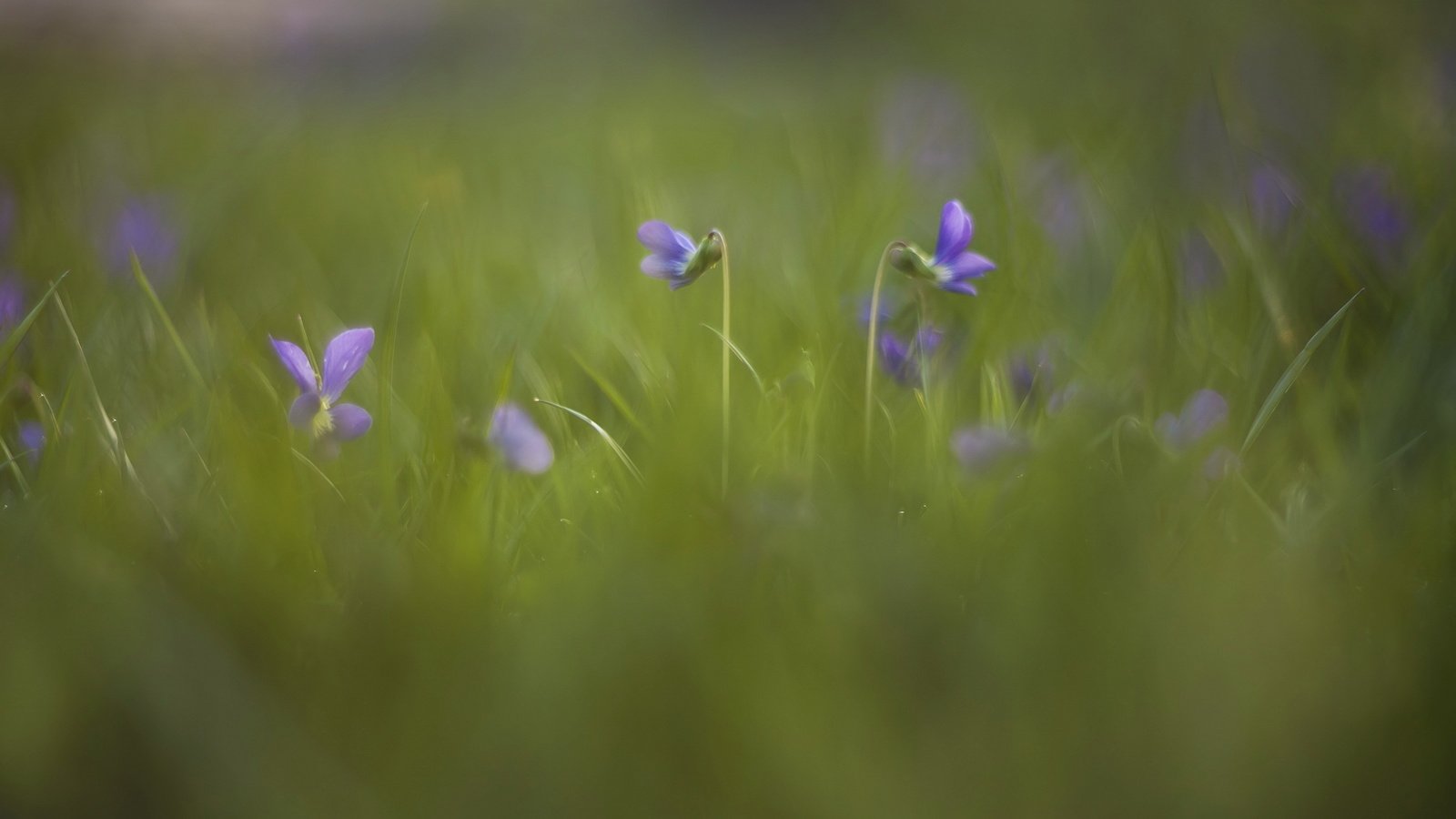 Обои цветы, трава, природа, луг, фиалка, flowers, grass, nature, meadow, violet разрешение 2560x1659 Загрузить