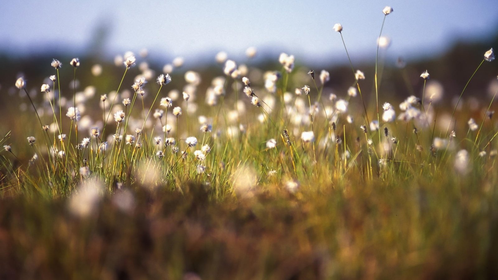 Обои цветы, трава, растения, макро, flowers, grass, plants, macro разрешение 2048x1282 Загрузить