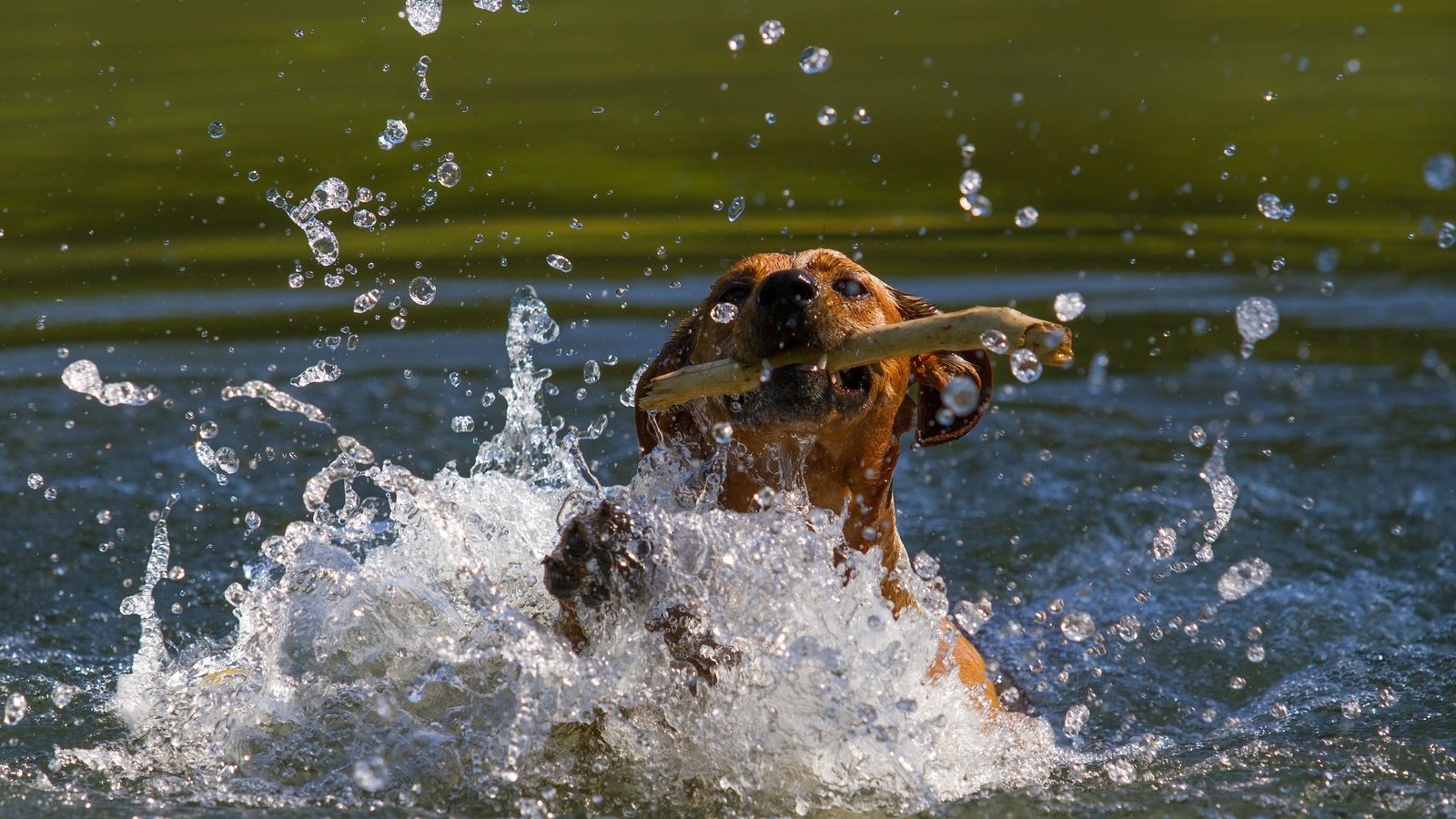 Обои морда, пасть, вода, собака, водоем, брызги, движение, игра, палка, face, mouth, water, dog, pond, squirt, movement, the game, stick разрешение 2800x1800 Загрузить