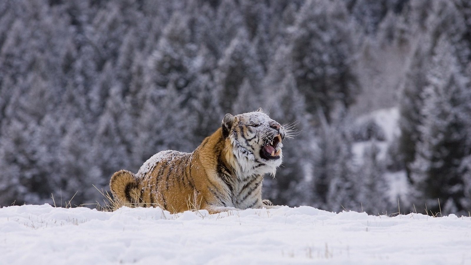 Обои тигр, снег, лес, зима, хищник, tiger, snow, forest, winter, predator разрешение 1920x1276 Загрузить