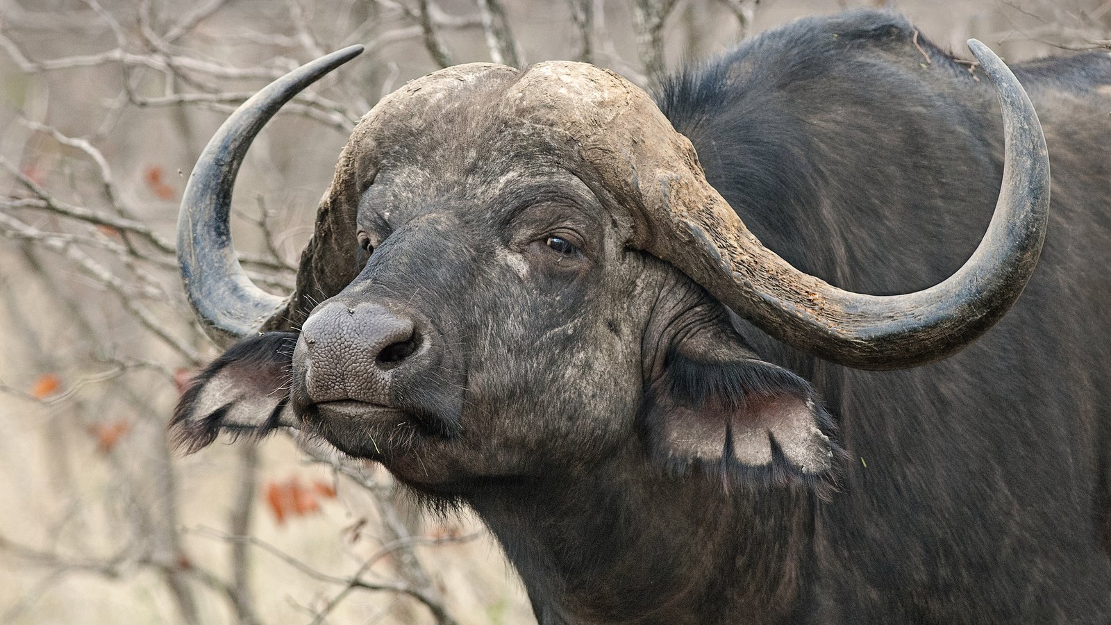 Обои природа, рога, африканский, буйвол, nature, horns, african, buffalo разрешение 2048x1224 Загрузить
