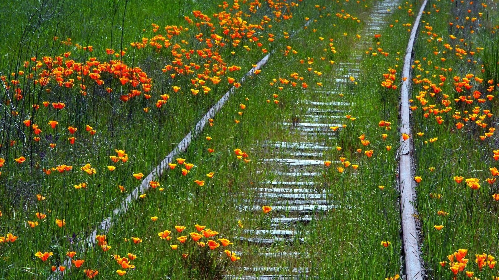 Обои цветы, трава, железная дорога, рельсы, природа, лето, маки, flowers, grass, railroad, rails, nature, summer, maki разрешение 1920x1200 Загрузить