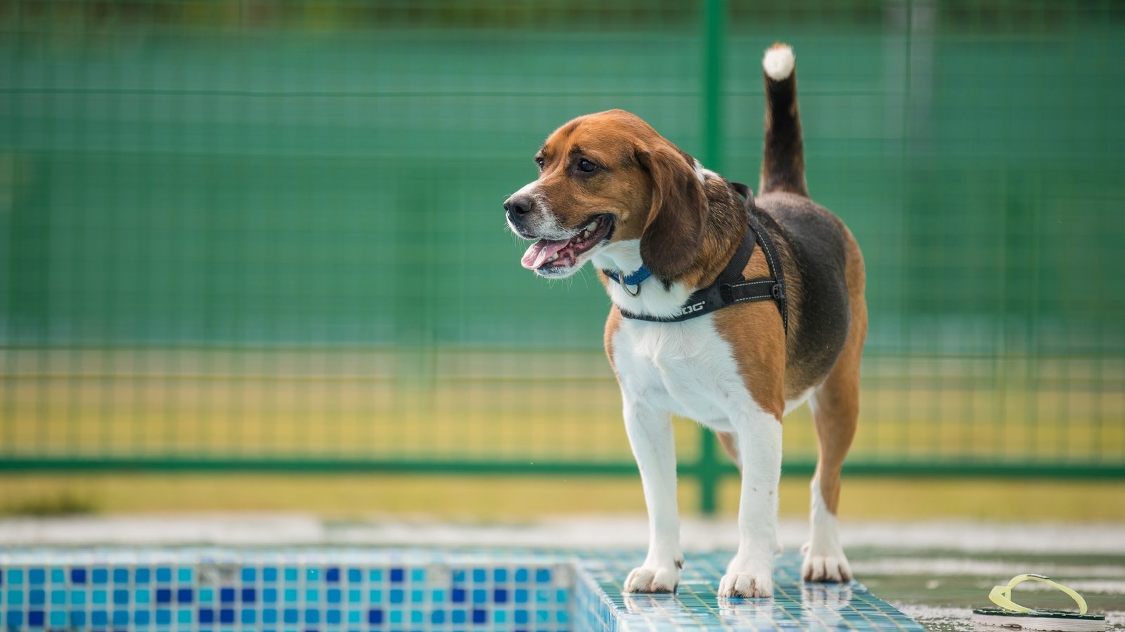 Обои собака, ошейник, бигль, бассейн., dog, collar, beagle, pool. разрешение 4928x3280 Загрузить
