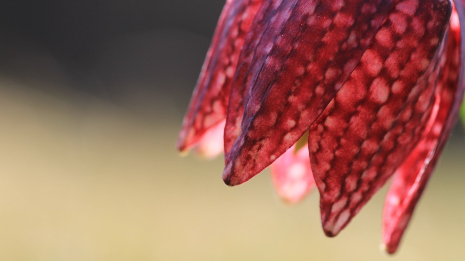 Обои макро, фон, цветок, рябчик шахматный, macro, background, flower, grouse chess разрешение 2560x1707 Загрузить