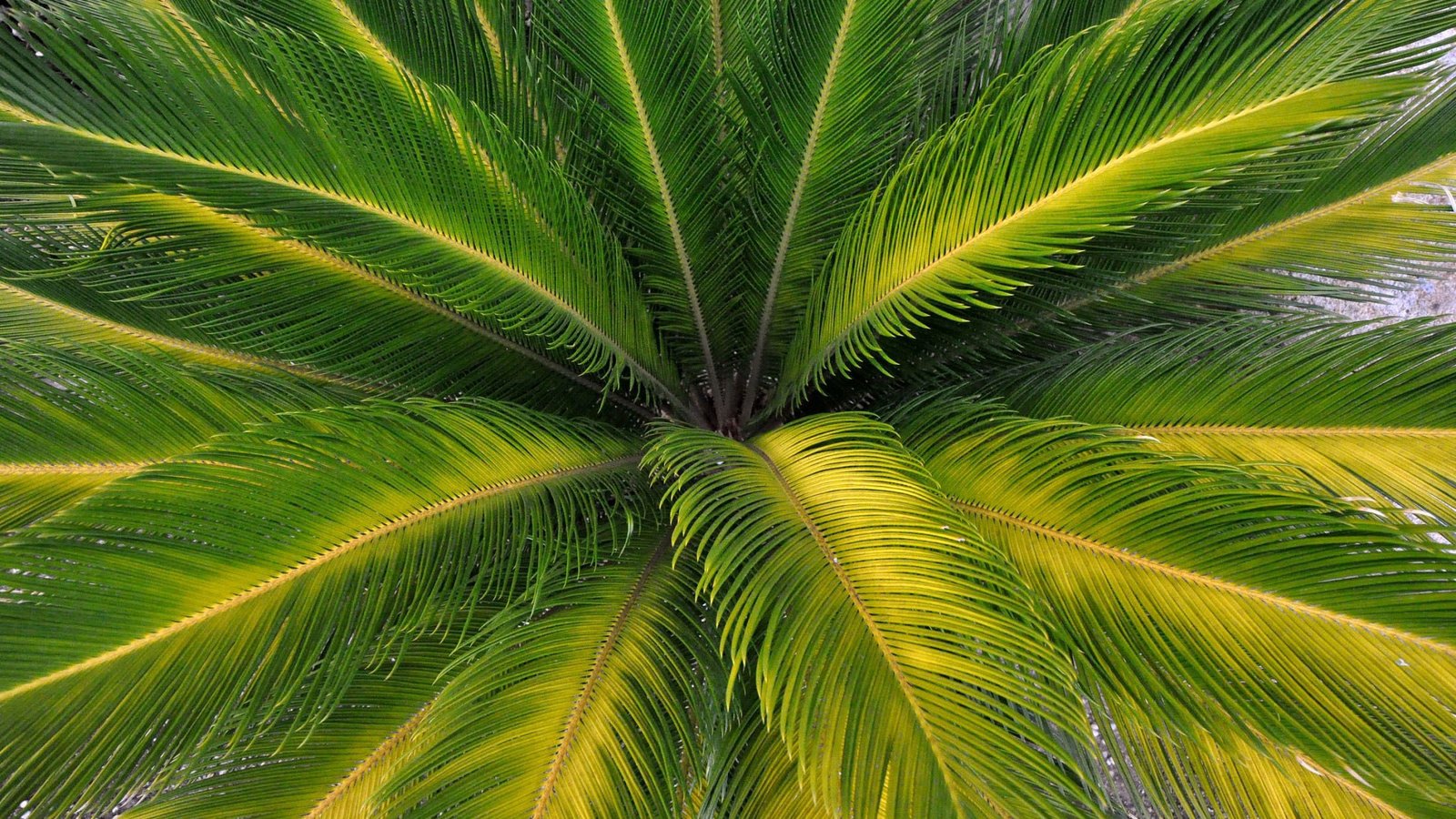 Обои природа, листья, пальма, крупным планом, пальмовые листья, nature, leaves, palma, closeup разрешение 2200x1461 Загрузить