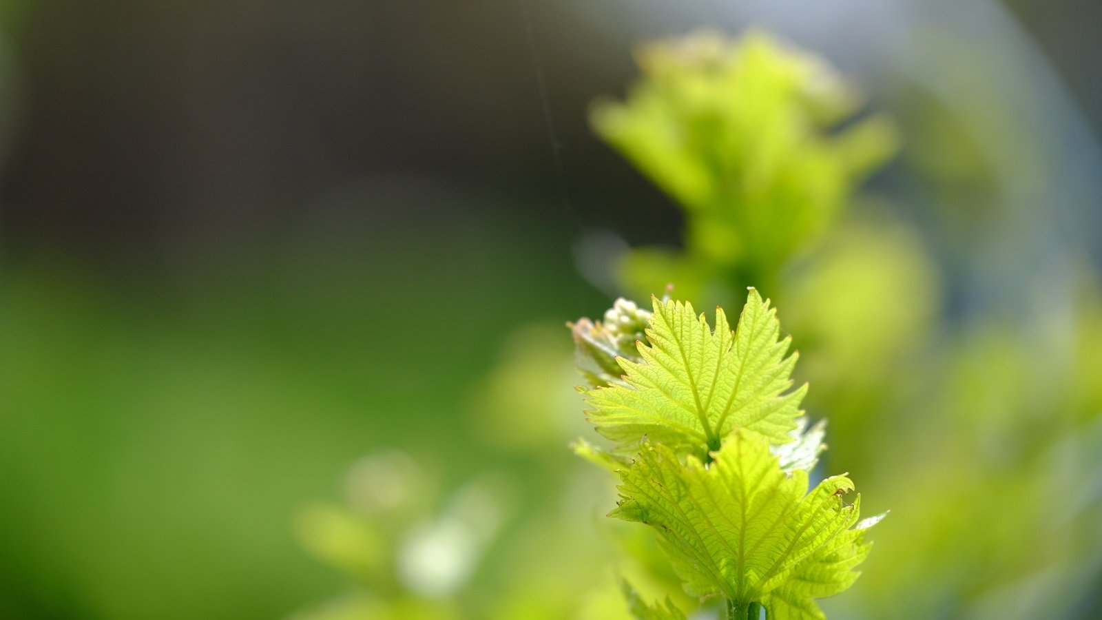 Обои зелень, листья, макро, весна, лоза, greens, leaves, macro, spring, vine разрешение 4896x3264 Загрузить