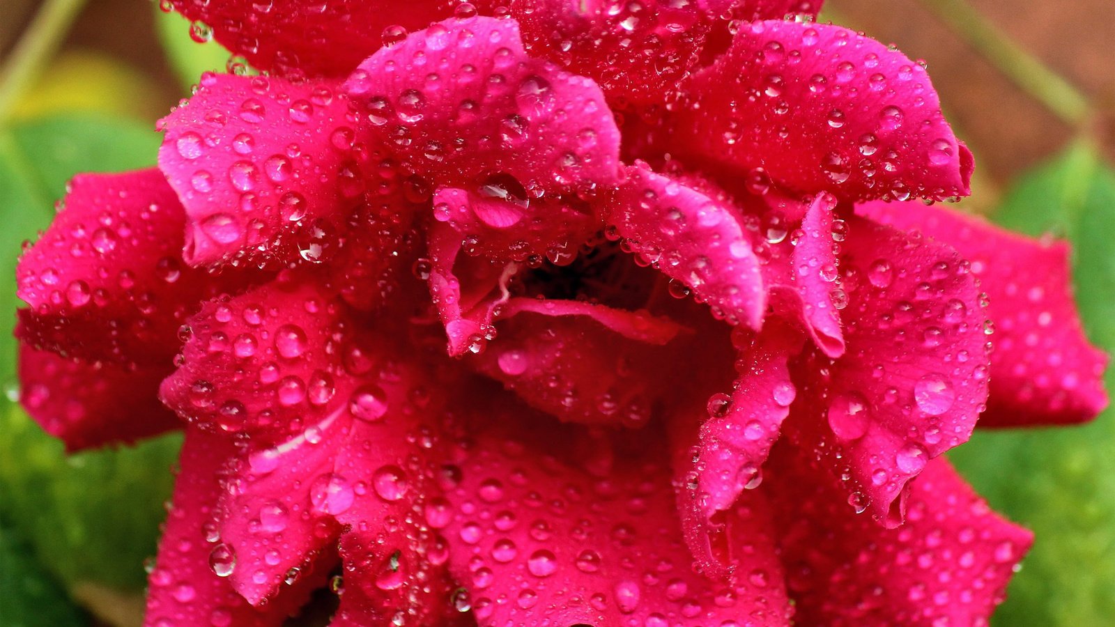 Обои цветок, роса, капли, роза, розовая, flower, rosa, drops, rose, pink разрешение 1920x1200 Загрузить