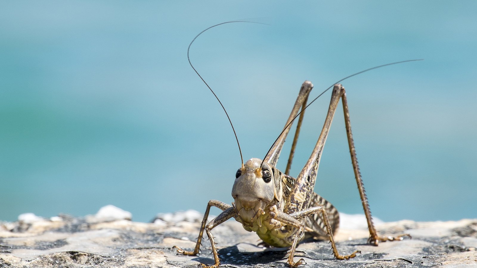 Обои небо, насекомые, саранча, кузнечик, the sky, insects, locust, grasshopper разрешение 2048x1366 Загрузить